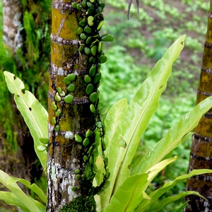 Pustules verts sur tige de bambou - Belgique  - collection de photos clin d'oeil, catégorie plantes